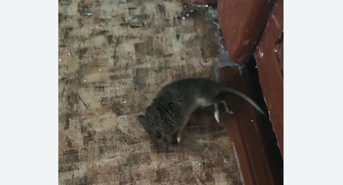 Дезинфекция от мышей в Ефимовском