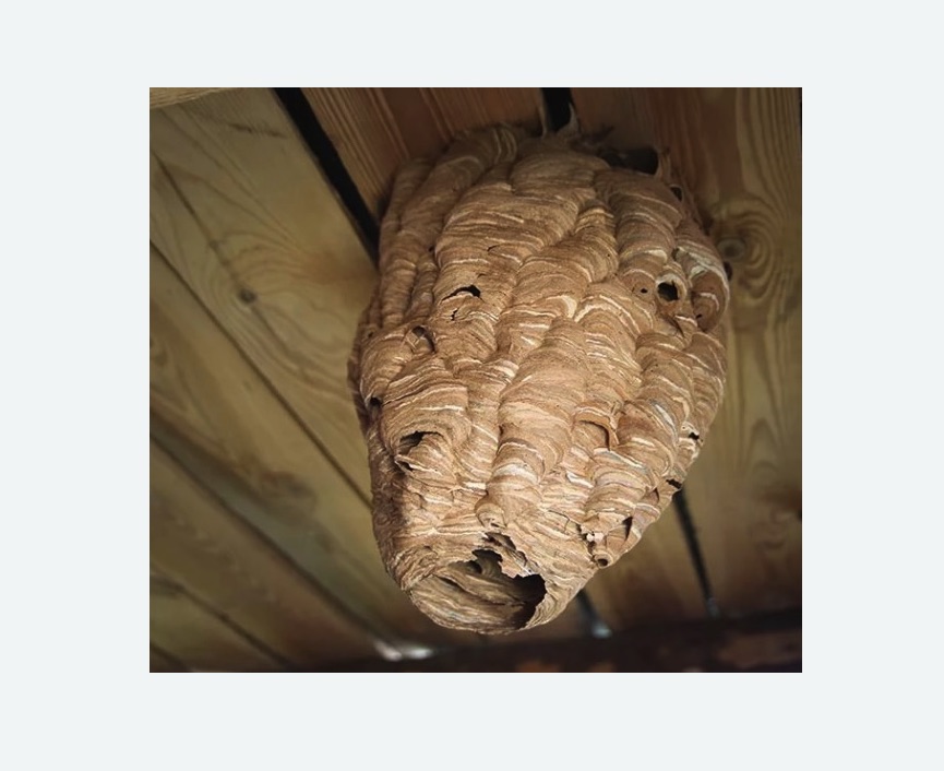 обработка от шершней в Ефимовском