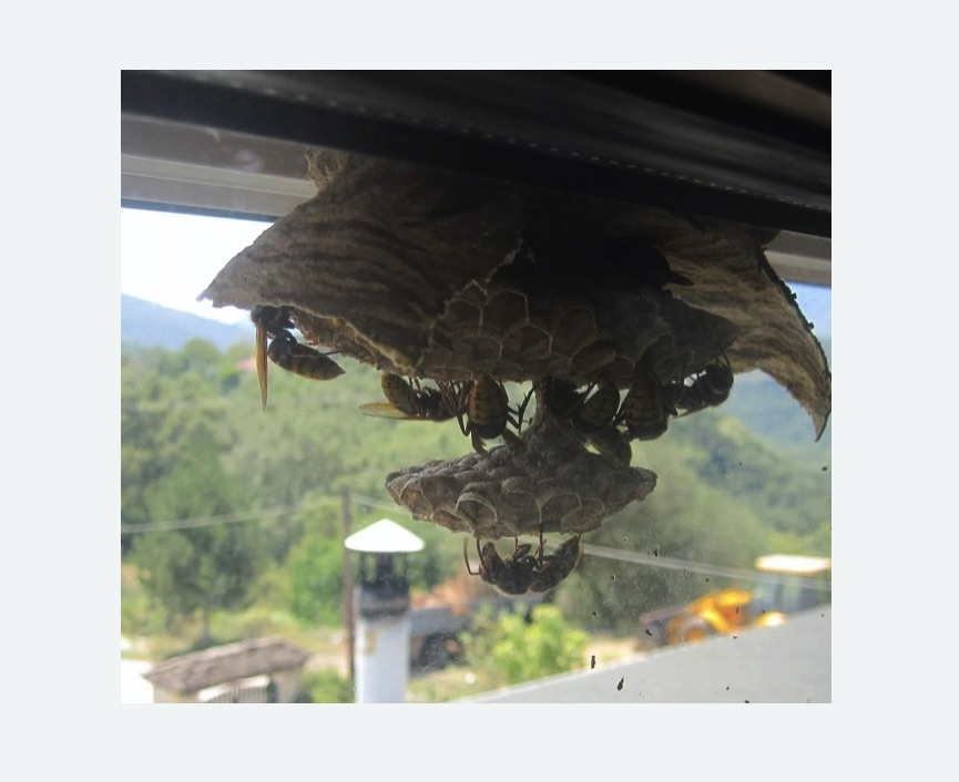 Уничтожение гнёзд шершней в Ефимовском