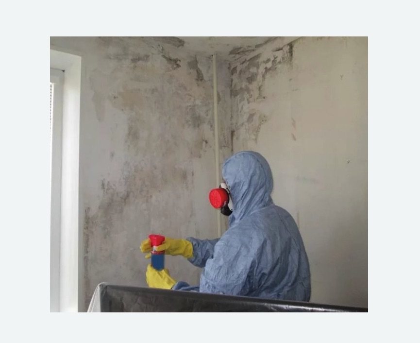 Удаление плесени в квартире в Ефимовском